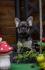 Francuski Buldog Exotic