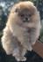 Pomeranac,Pomeranian,Boo štenci