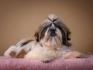 SHIH TZU kvalitetni stenci