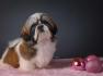 SHIH TZU kvalitetni stenci