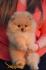 Pomeranac Boo, vrhunski štenci pomeranaca
