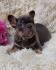 Francuski Buldog exotic stenci