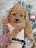 Pudla