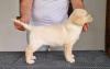 Labrador retriver