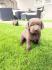 Labrador retriver