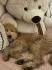 Goldendoodle F1