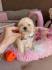 Maltipoo prelepi stenci + POKLON