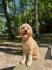 Labradoodle F1b