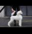 Štenci velike kraljevske poodle