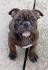 American bully 