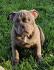 American bully 
