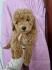 Pudla