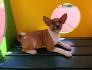 BASENJI stenci