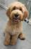 Goldendoodle F1