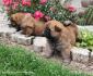 Chow Chow Cau Cau stenci mesec ipo stari