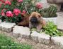 Chow Chow Cau Cau stenci mesec ipo stari