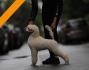 Štenci velike KRALJEVSKE POODLE