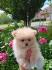 Pomeranac