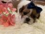 Predivni štenci Shih Tzu rase