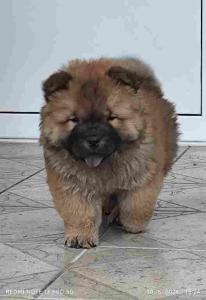 Cau Cau Chow Chow  Stenad oba pola