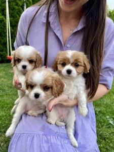 CAVALIER KING CHARLES  spaniel štenci