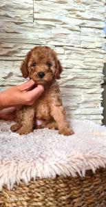 Pudle  