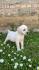 Labrador retriver