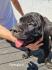 Cane Corso prelepi štenci