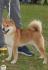 Shiba Inu štenci