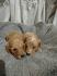 Maltipoo