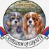CAVALIER KING CHARLES  spaniel štenci