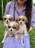 CAVALIER KING CHARLES  spaniel štenci