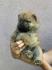 Chow Chow muzjaci