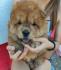 Chow-Chow prelepi štenci