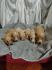 Maltipoo