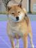 Shiba Inu štenci