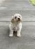 Maltipoo štenci