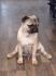 Mops