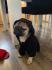 Mops