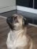 Mops