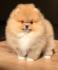 Pomeranci, Pomeranian, Boo stenci