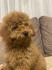 Toj pudla (Toy Poodle)