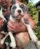 American bully pocket štenci
