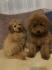 Toj pudla (Toy Poodle)