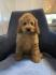 Toj pudla (Toy Poodle)
