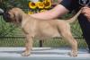 Cane Corso štenci