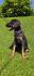 Doberman stenci