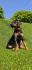 Doberman stenci