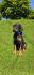 Doberman stenci