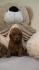 Mini Poodle